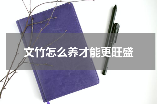 文竹怎么养才能更旺盛